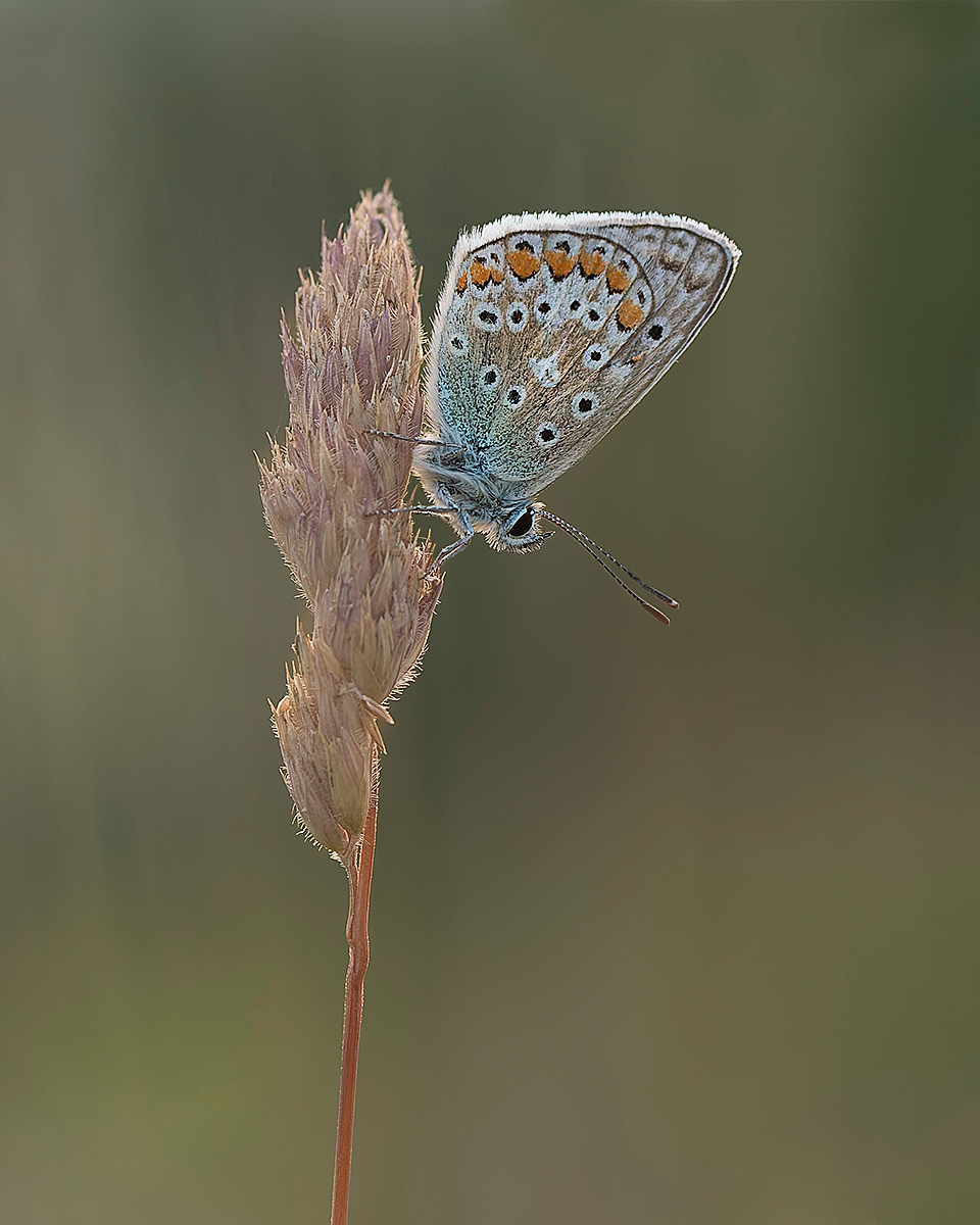 COMMON BLUE MALE ROOSTING AT SUNSET